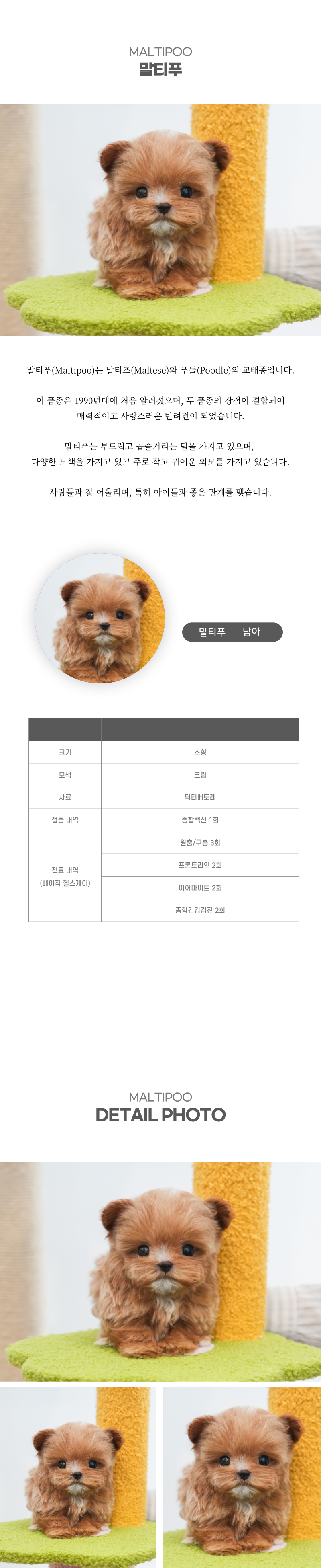 말티푸_상세이미지_2